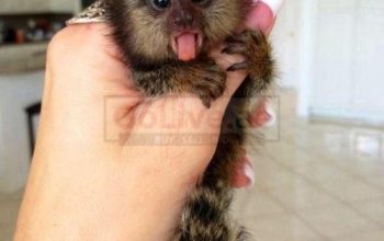 Finger Baby Marmoset Monkeys