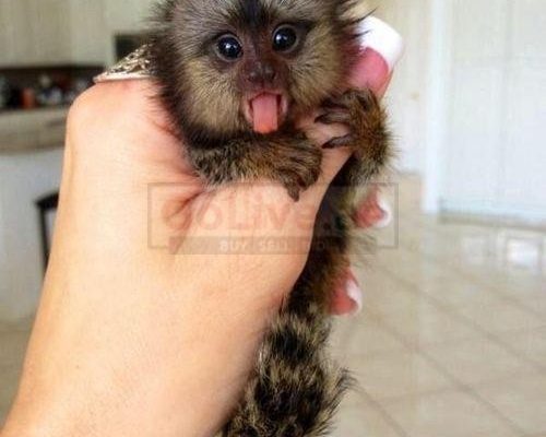 Finger Baby Marmoset Monkeys