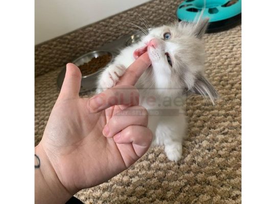 Tica registered Ragdoll kittens 14 weeks old