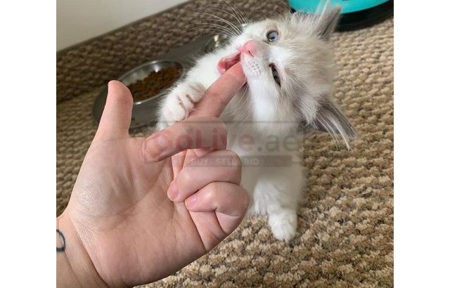 Tica registered Ragdoll kittens 14 weeks old