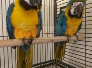 Macaw parrots – african grey parrot – Parrots eggs and other birds