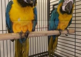 Macaw parrots – african grey parrot – Parrots eggs and other birds