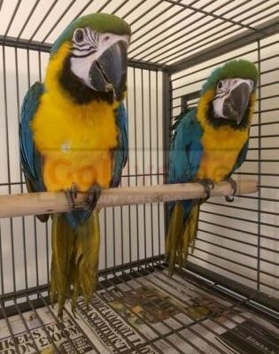 Macaw parrots – african grey parrot – Parrots eggs and other birds