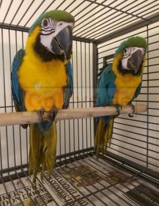 Macaw parrots – african grey parrot – Parrots eggs and other birds