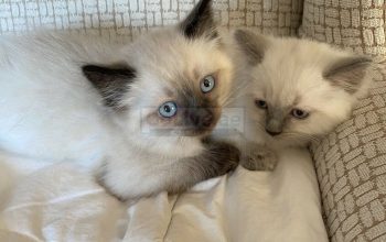 Bicolored Purebred Ragdoll Kitten – All Vaccinated