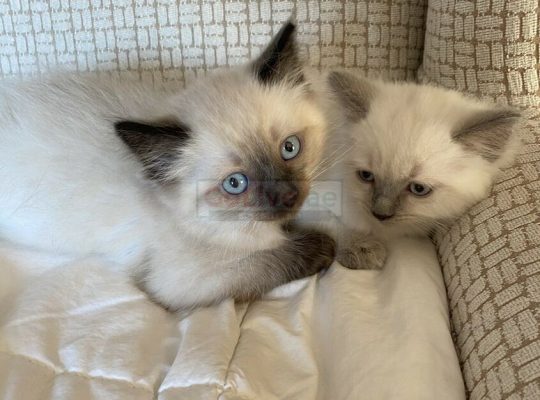 Bicolored Purebred Ragdoll Kitten – All Vaccinated