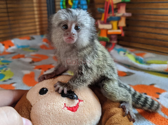 Squirrel monkeys, Capuchin monkeys, Spider monkeys, chimpanzees and Marmosets