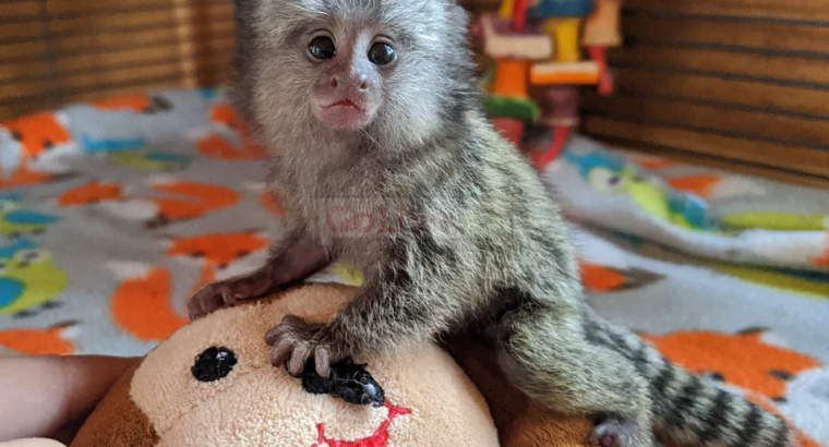 Squirrel monkeys, Capuchin monkeys, Spider monkeys, chimpanzees and Marmosets