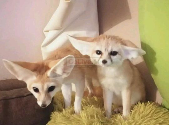 HOME TRAINED FENNEC FOX FOR SALE