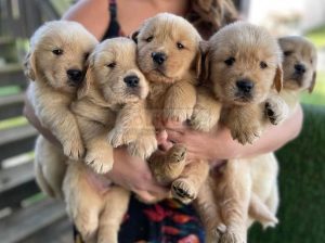 Beautiful Golden Retriever puppies for good home