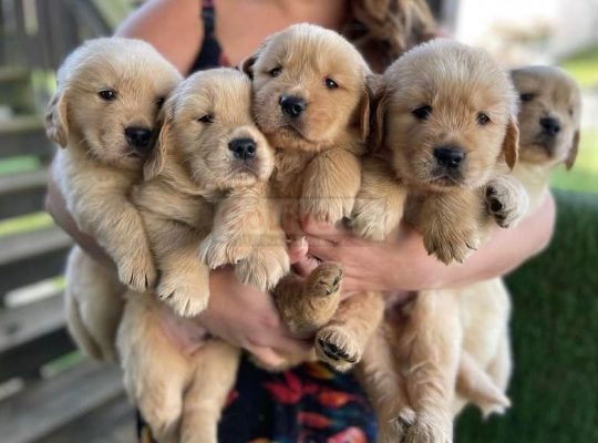 Beautiful Golden Retriever puppies for good home