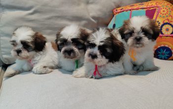 Shih Tzu Puppies In UAE
