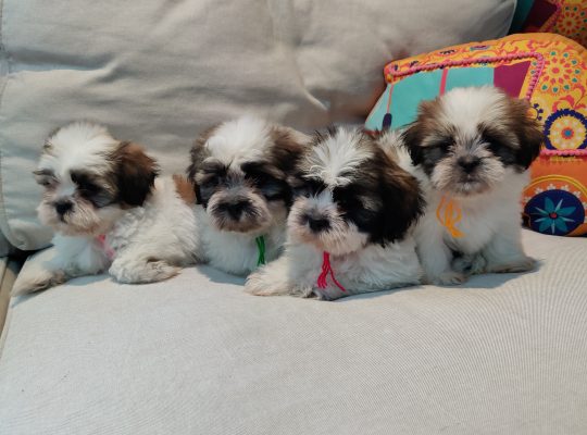 Shih Tzu Puppies In UAE