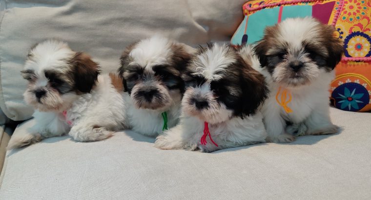 English Cocker Spaniel Puppies in UAE