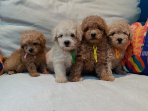 Toy Poodle Puppies For Sale in UAE