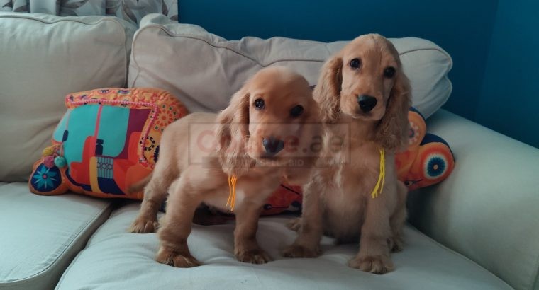 English Cocker Spaniel Puppies in UAE