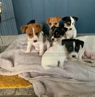 Jack Russell puppies