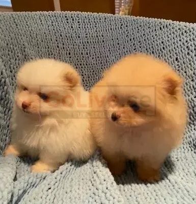 Pomeranian puppies