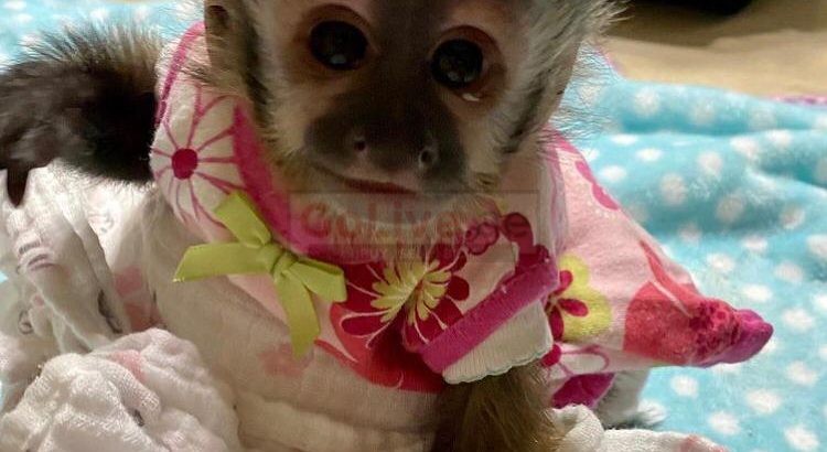 Squirrel monkeys, Capuchin monkeys, Spider monkeys, chimpanzees and Marmosets