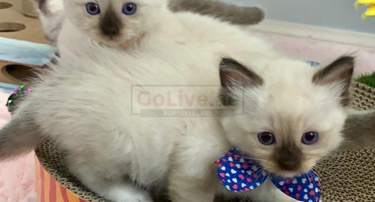 Gorgeous ragdoll kittens for Adoption