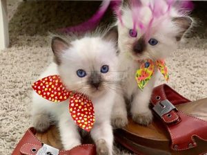 Gorgeous ragdoll kittens for Adoption