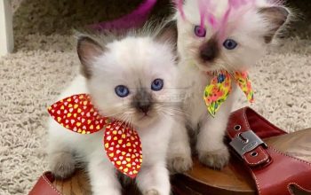 Gorgeous ragdoll kittens for Adoption