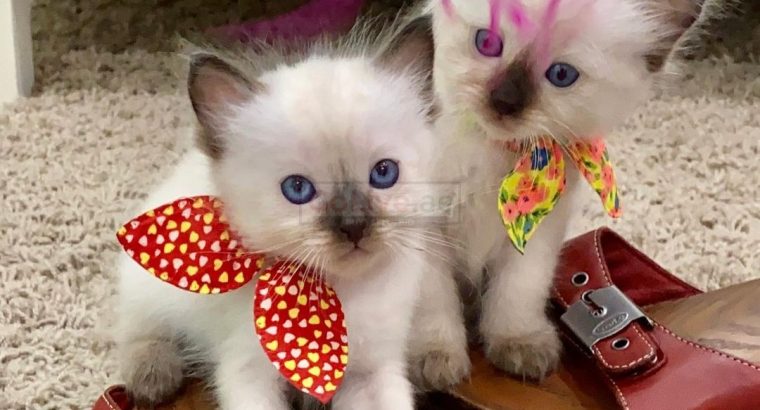 Gorgeous ragdoll kittens for Adoption