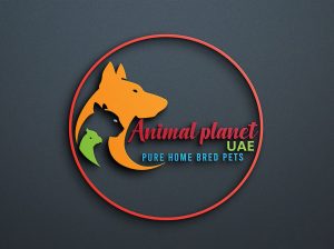 Mini Poodle Puppies in UAE
