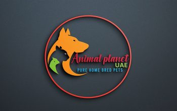 Mini Poodle Puppies in UAE