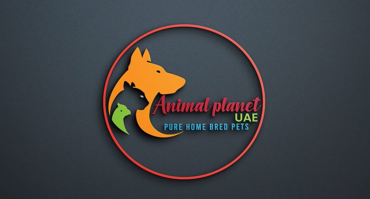 Mini Poodle Puppies in UAE