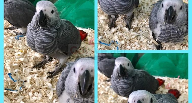 Macaw parrots – african grey parrot – Parrots eggs and other birds