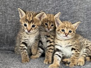 Well Socialized Savannah Kittens Available