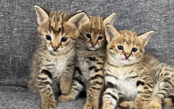 Well Socialized Savannah Kittens Available