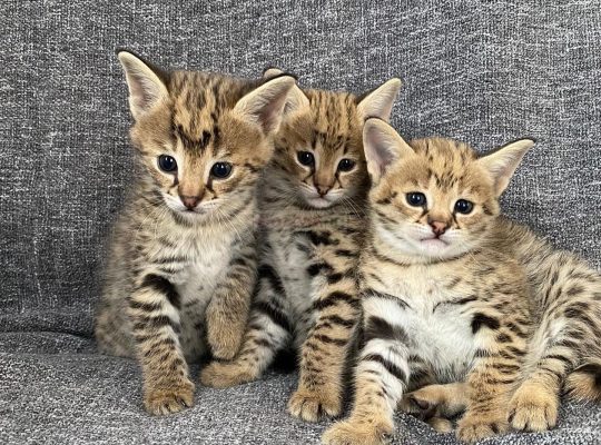 Well Socialized Savannah Kittens Available