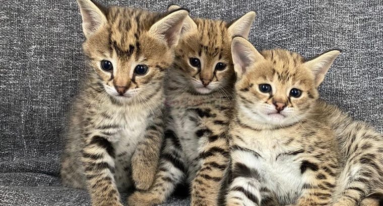 Well Socialized Savannah Kittens Available