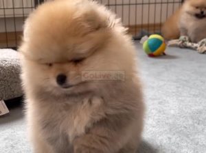 Adorable Pomeranian puppy looking for a good and caring home fully vaccinated and potty trained and dewormed for more info pleas