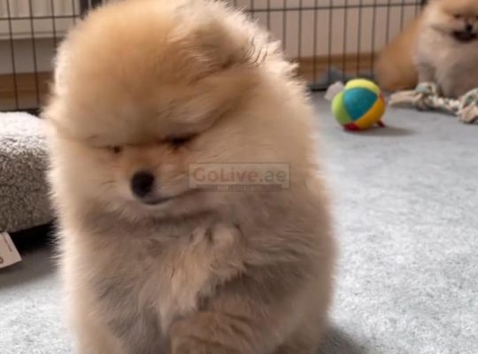 Adorable Pomeranian puppy looking for a good and caring home fully vaccinated and potty trained and dewormed for more info pleas