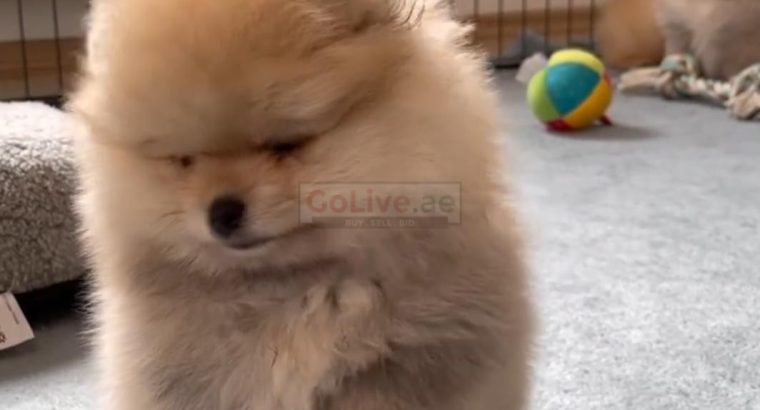 Adorable Pomeranian puppy looking for a good and caring home fully vaccinated and potty trained and dewormed for more info pleas
