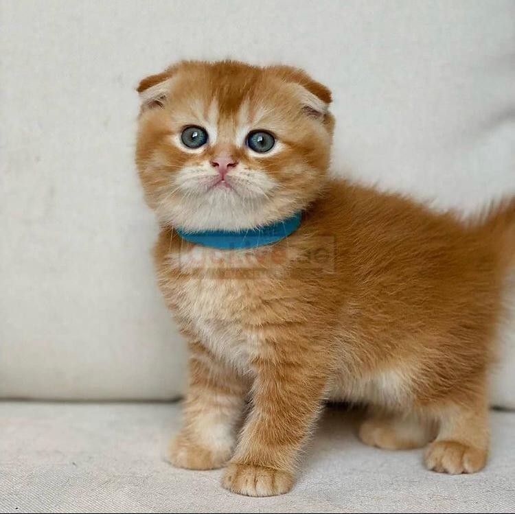 Cute scottish fold kittens for adoption UAE Classifieds