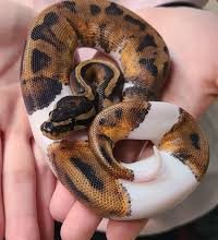 Baby pies ball python and corn snake