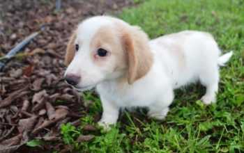 Dachshund puppies for adoption