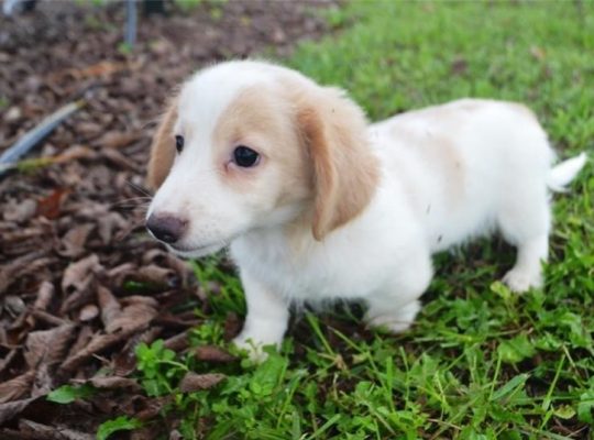 Dachshund puppies for adoption