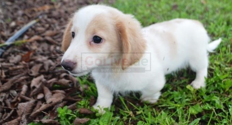 Dachshund puppies for adoption