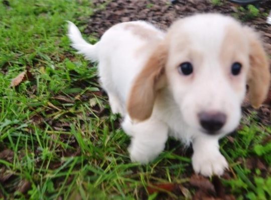 Dachshund puppies for adoption