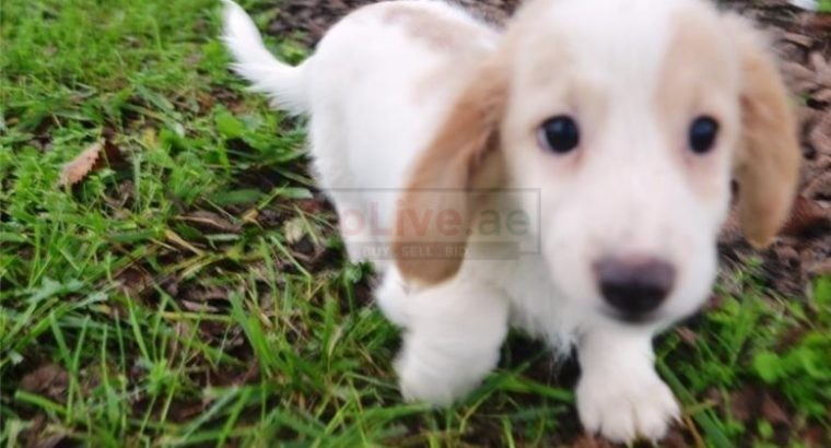 Dachshund puppies for adoption