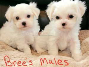 Pure breed Maltese puppies