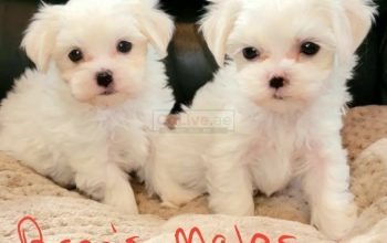 Pure breed Maltese puppies