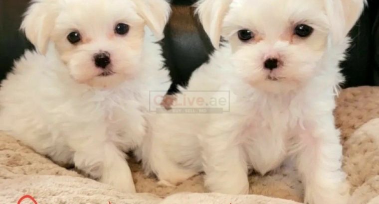 Pure breed Maltese puppies