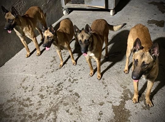 BELGIAN MALINOIS MALE+FEMALE 2 YRS OLD BASIC TRAINING Dubai