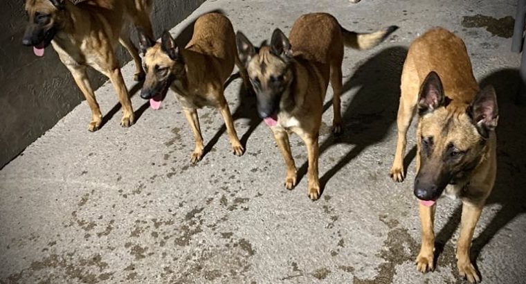 BELGIAN MALINOIS MALE+FEMALE 2 YRS OLD BASIC TRAINING Dubai